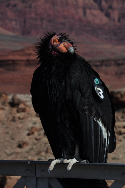 California Condor